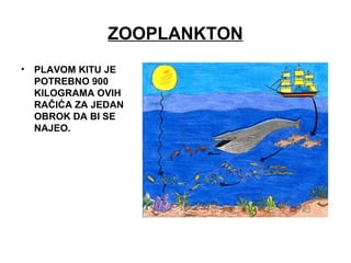 ZOOPLANKTON
• PLAVOM KITU JE
POTREBNO 900
KILOGRAMA OVIH
RAČIĆA ZA JEDAN
OBROK DA BI SE
NAJEO.
 