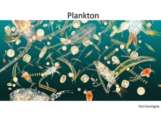 Yuni Suningrat
Plankton
 