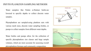 PLANKTON powerpoint in marine biology by marine biologist | PPTX