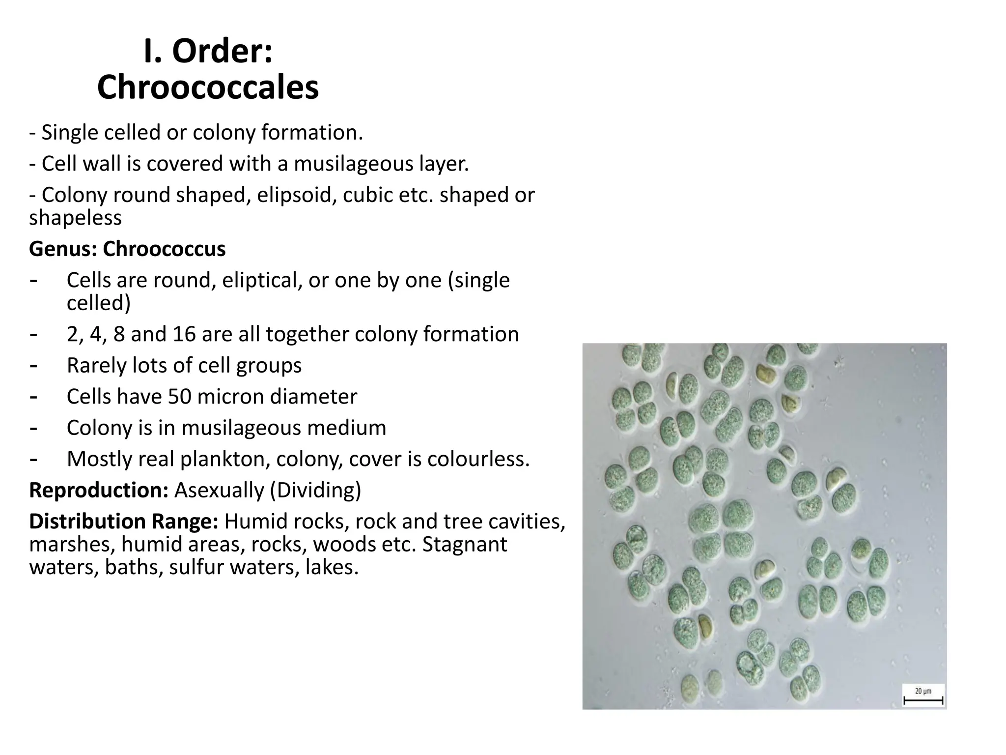 Taxonomy of phytoplankton Fisheries and Aquaculture Engineeringa | PDF
