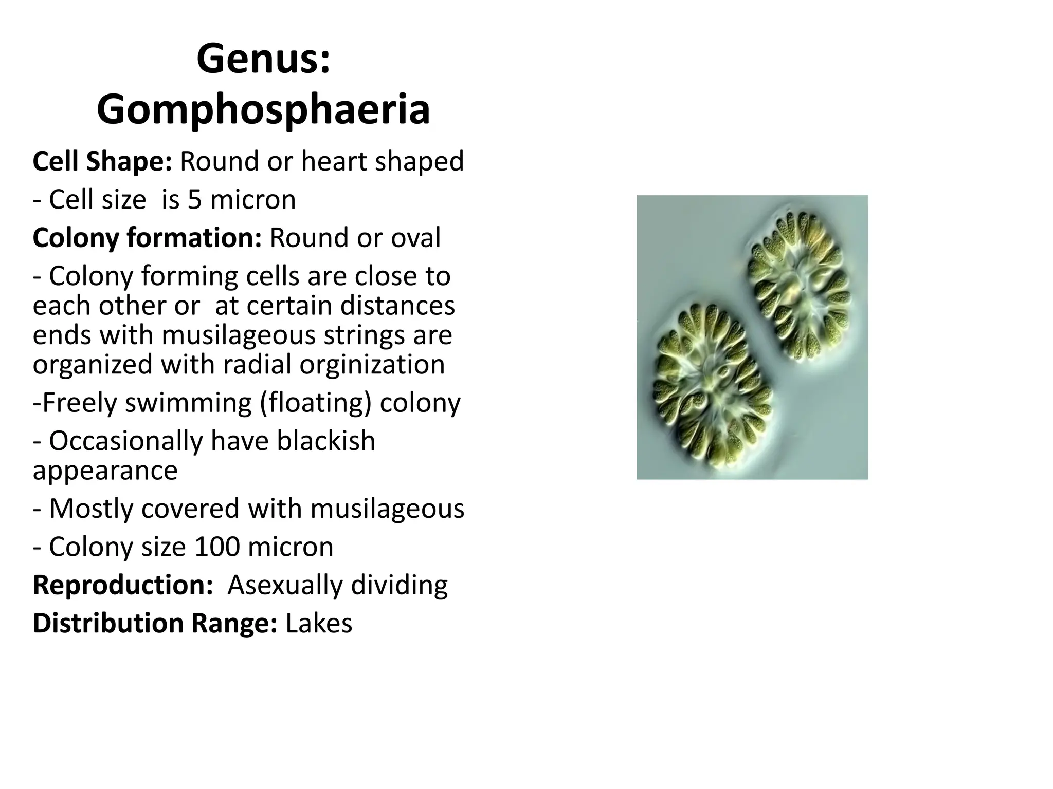 Genus String Taxonomy of phytoplankton Fisheries and Aquaculture Engineeringa | PDF