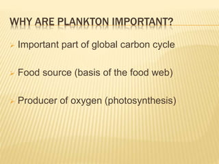 WHY ARE PLANKTON IMPORTANT?
 Important part of global carbon cycle
 Food source (basis of the food web)
 Producer of oxygen (photosynthesis)
 