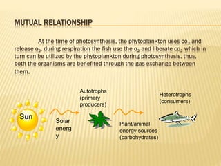 MUTUAL RELATIONSHIP
At the time of photosynthesis, the phytoplankton uses co2 and
release o2. during respiration the fish use the o2 and liberate co2 which in
turn can be utilized by the phytoplankton during photosynthesis. thus,
both the organisms are benefited through the gas exchange between
them.
Sun
Solar
energ
y
Autotrophs
(primary
producers)
Plant/animal
energy sources
(carbohydrates)
Heterotrophs
(consumers)
 