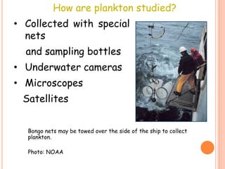 Planktone