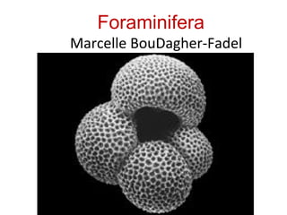 Foraminifera
Marcelle BouDagher-Fadel
 