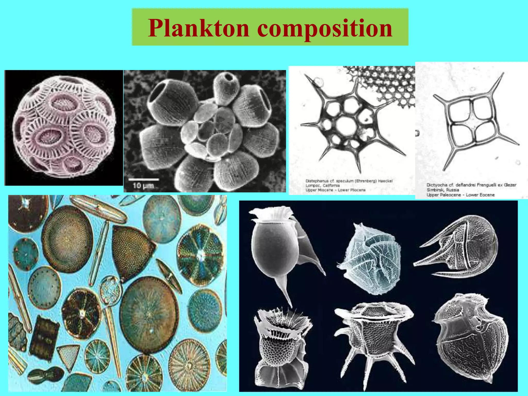 Plankton composition
 
