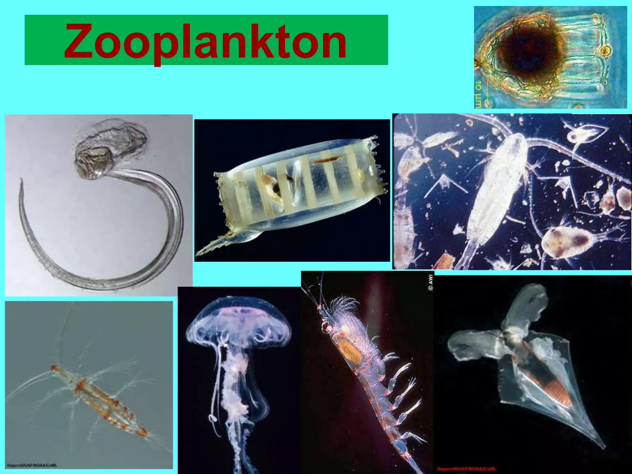 Zooplankton
 