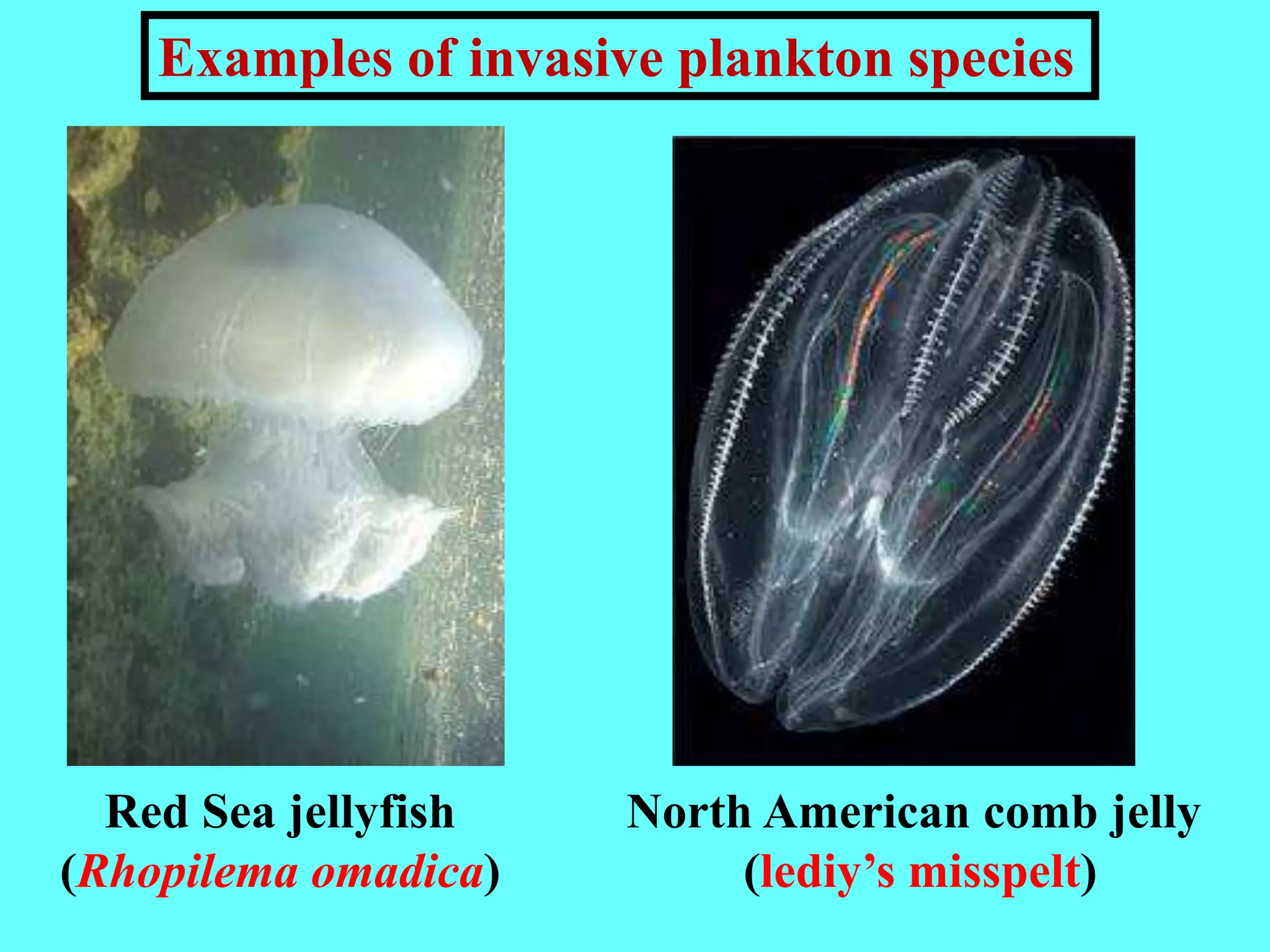 Red Sea jellyfish
(Rhopilema omadica)
North American comb jelly
(lediy’s misspelt)
Examples of invasive plankton species
 