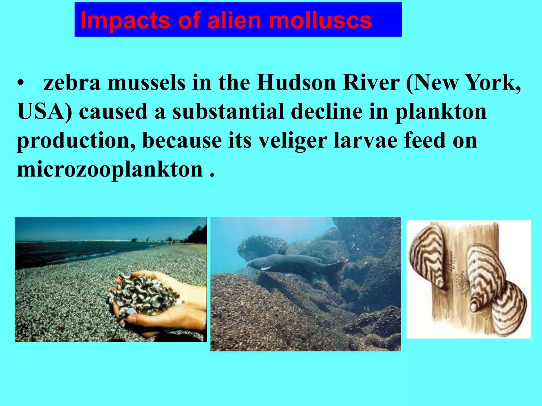 • zebra mussels in the Hudson River (New York,
USA) caused a substantial decline in plankton
production, because its veliger larvae feed on
microzooplankton .
Impacts of alien molluscs
 