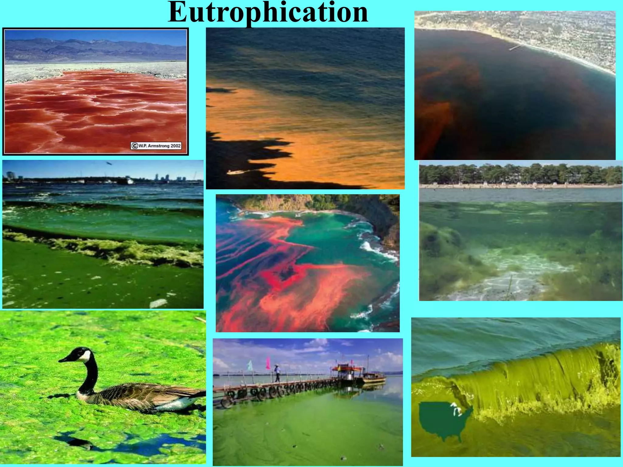 Eutrophication
 