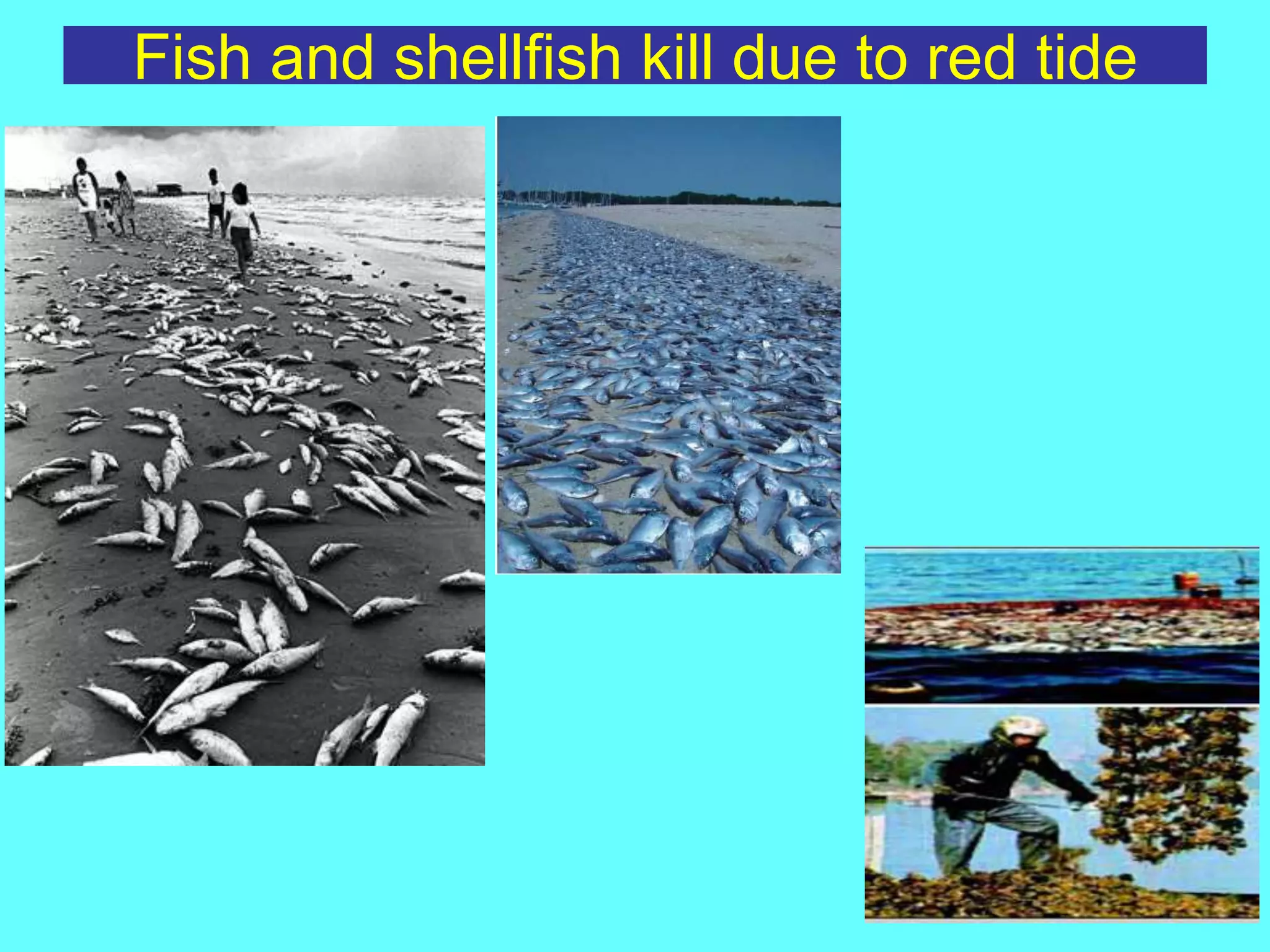 Fish and shellfish kill due to red tide
 