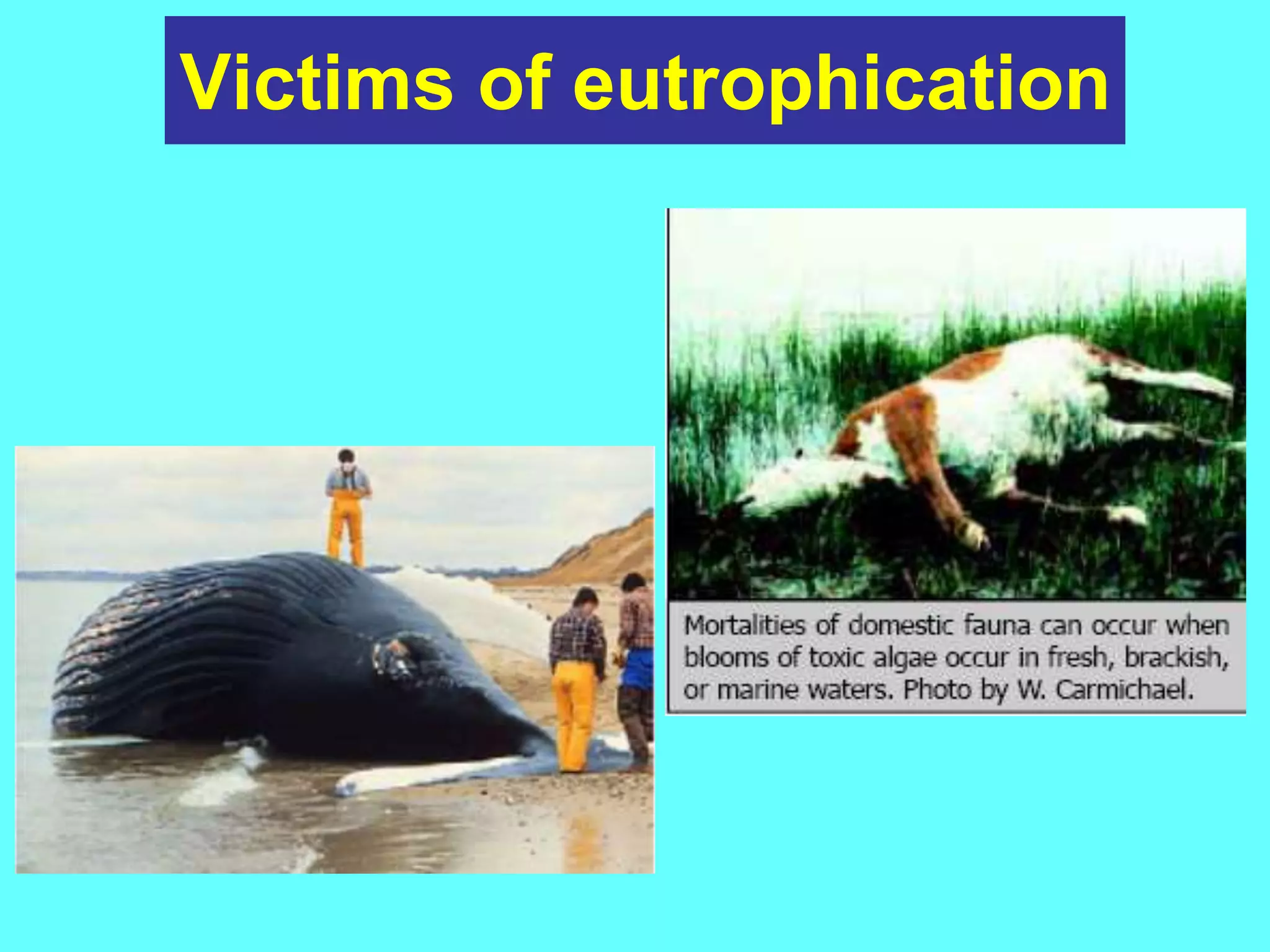 Victims of eutrophication
 