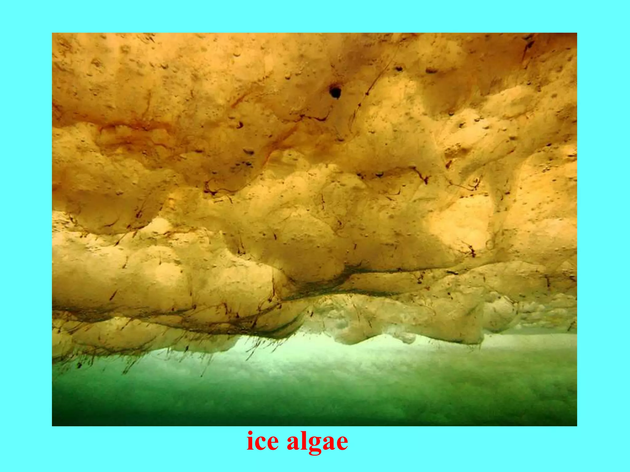 ice algae
 