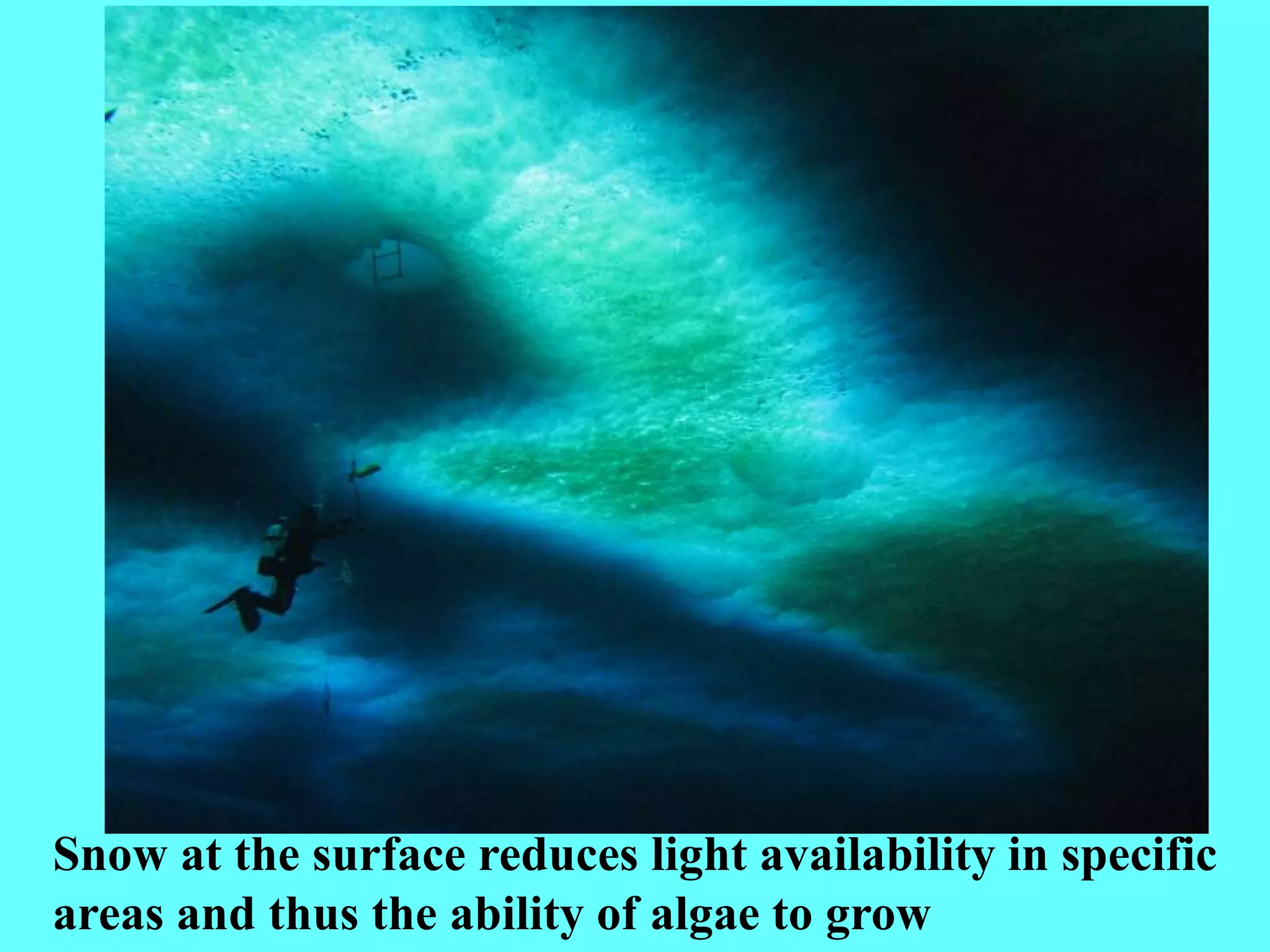 Snow at the surface reduces light availability in specific
areas and thus the ability of algae to grow
 