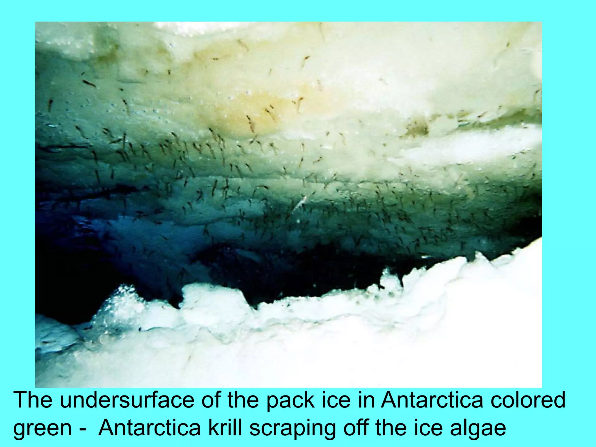 The undersurface of the pack ice in Antarctica colored
green - Antarctica krill scraping off the ice algae
 