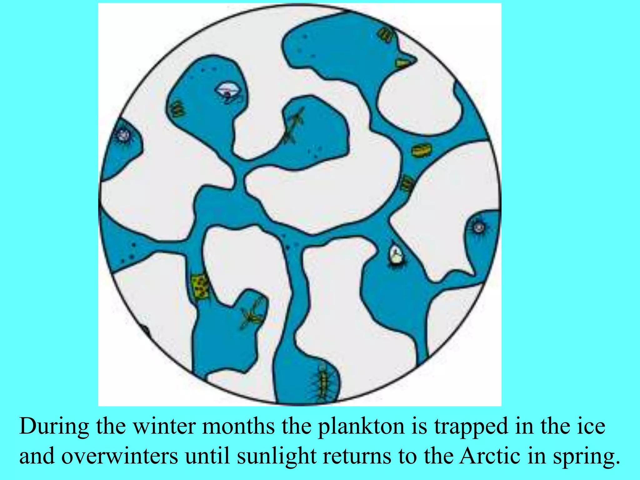 During the winter months the plankton is trapped in the ice
and overwinters until sunlight returns to the Arctic in spring.
 