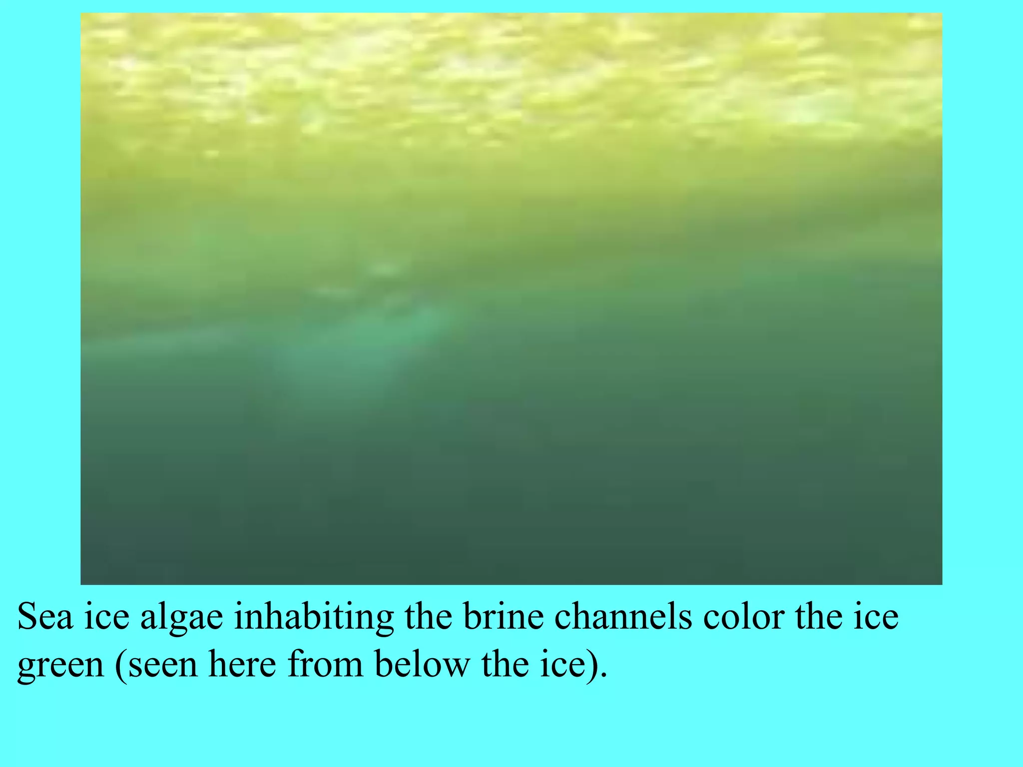 Sea ice algae inhabiting the brine channels color the ice
green (seen here from below the ice).
 