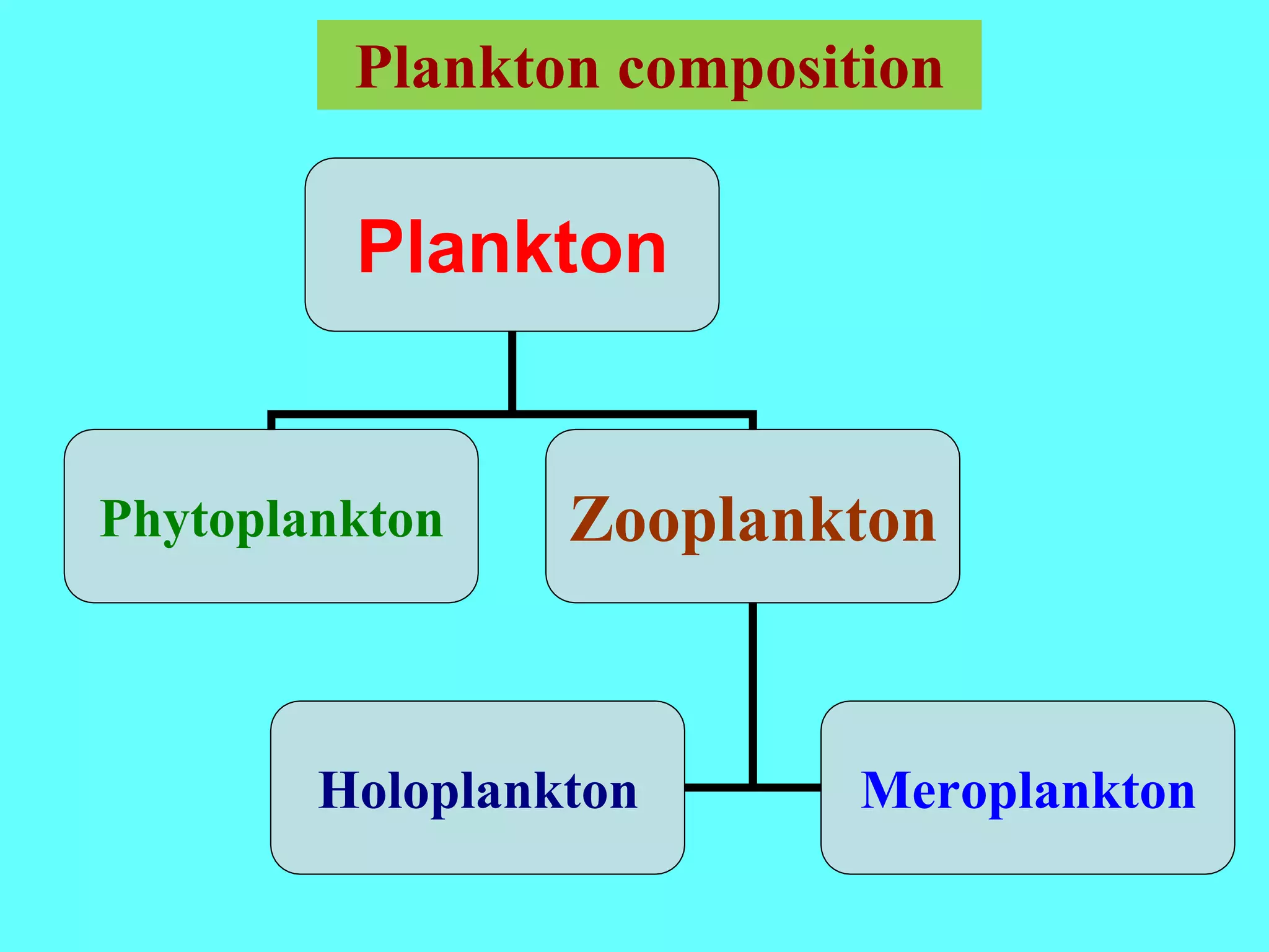 Plankton
Phytoplankton Zooplankton
Holoplankton Meroplankton
Plankton composition
 