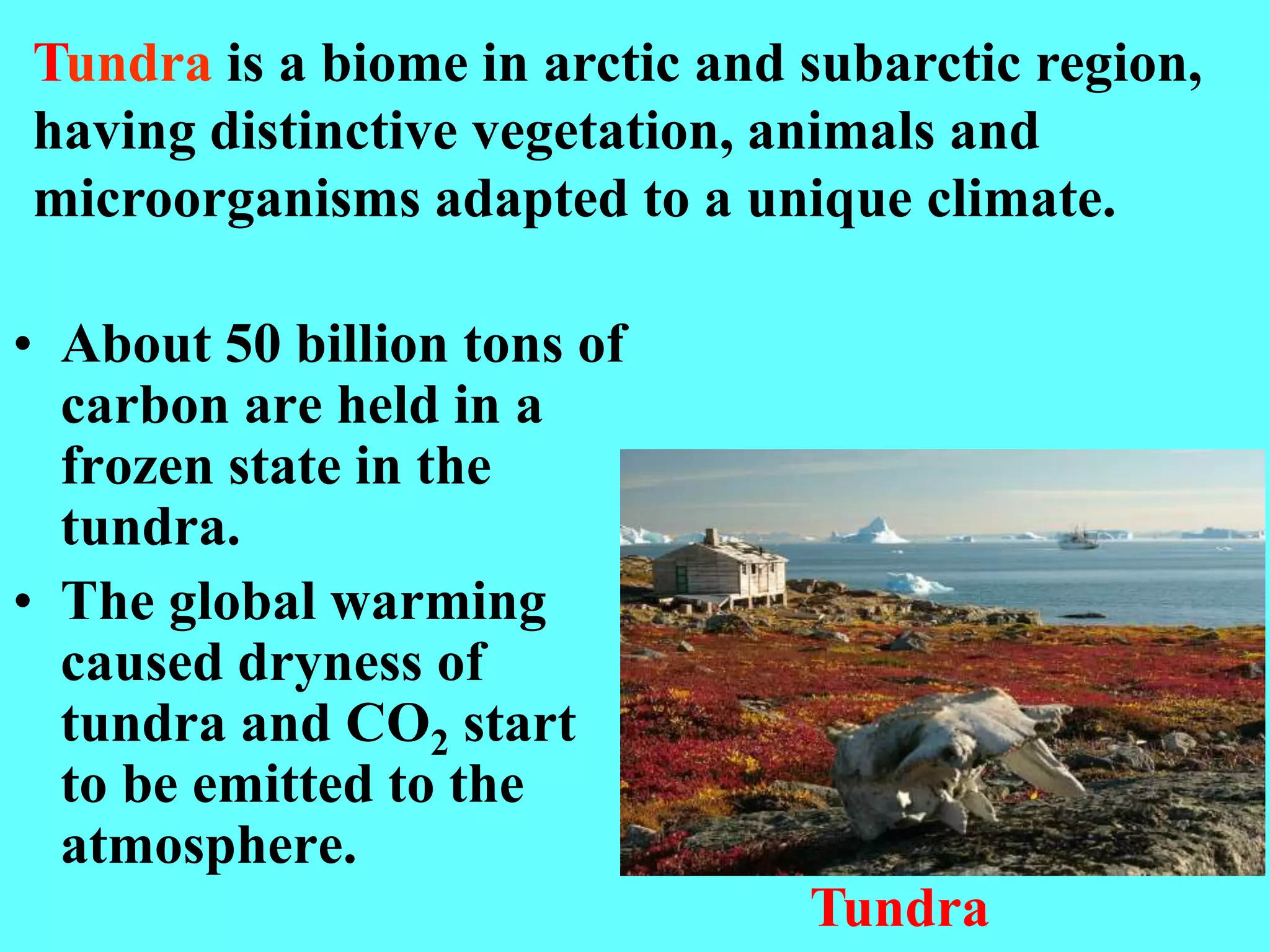 • About 50 billion tons of
carbon are held in a
frozen state in the
tundra.
• The global warming
caused dryness of
tundra and CO2 start
to be emitted to the
atmosphere.
Tundra is a biome in arctic and subarctic region,
having distinctive vegetation, animals and
microorganisms adapted to a unique climate.
Tundra
 