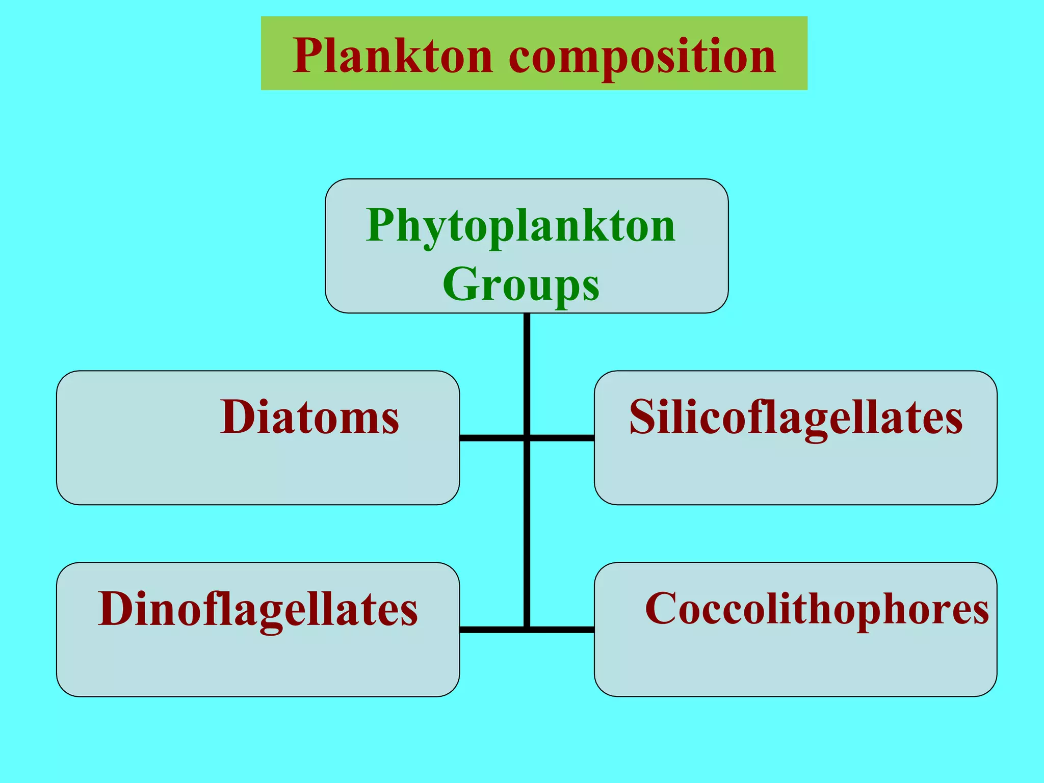 Phytoplankton
Groups
Diatoms Silicoflagellates
Dinoflagellates Coccolithophores
Plankton composition
 
