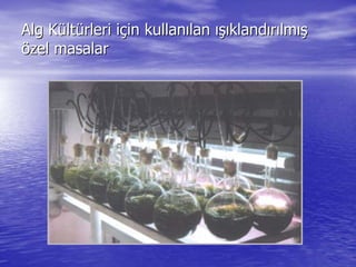 Alg KAlg Küültltüürleri irleri iççin kullanin kullanıılanlan ışıışıklandklandıırrıılmlmışış
öözel masalarzel masalar
 