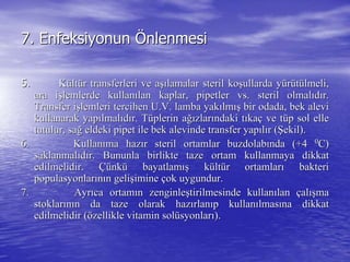 7.7. EnfeksiyonunEnfeksiyonun ÖÖnlenmesinlenmesi
5.5. KKüültltüür transferleri ve ar transferleri ve aşışılamalar steril kolamalar steril koşşullarda yullarda yüürrüüttüülmeli,lmeli,
ara iara işşlemlerde kullanlemlerde kullanıılan kaplar, pipetler vs. steril olmallan kaplar, pipetler vs. steril olmalııddıır.r.
Transfer iTransfer işşlemleri tercihen U.V. lamba yaklemleri tercihen U.V. lamba yakıılmlmışış bir odada, bek alevibir odada, bek alevi
kullanarak yapkullanarak yapıılmallmalııddıır. Tr. Tüüplerin aplerin ağığızlarzlarıındaki tndaki tııkakaçç ve tve tüüp sol ellep sol elle
tutulur, satutulur, sağğ eldeki pipet ile bek alevinde transfer yapeldeki pipet ile bek alevinde transfer yapııllıır (r (ŞŞekil).ekil).
6.6. KullanKullanııma hazma hazıır steril ortamlar buzdolabr steril ortamlar buzdolabıında (+4nda (+4 00
C)C)
saklanmalsaklanmalııddıır. Bununla birlikte taze ortam kullanmaya dikkatr. Bununla birlikte taze ortam kullanmaya dikkat
edilmelidir.edilmelidir. ÇüÇünknküü bayatlambayatlamışış kküültltüür ortamlarr ortamlarıı bakteribakteri
poppopuulasyonlarlasyonlarıınnıınn geligelişşimineimine ççok uygundur.ok uygundur.
7.7. AyrAyrııca ortamca ortamıın zenginlen zenginleşştirilmesinde kullantirilmesinde kullanıılanlan ççalalışışmama
stoklarstoklarıınnıın da taze olarak hazn da taze olarak hazıırlanrlanııp kullanp kullanıılmaslmasıına dikkatna dikkat
edilmelidir (edilmelidir (öözellikle vitamin solzellikle vitamin solüüsyonlarsyonlarıı).).
 