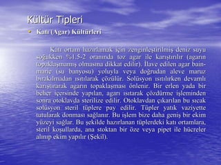 KKüültltüür Tiplerir Tipleri
•• KatKatıı ((AgarAgar) K) Küültltüürlerirleri
KatKatıı ortam hazortam hazıırlamak irlamak iççin zenginlein zenginleşştirilmitirilmişş deniz suyudeniz suyu
sosoğğukken %1.5ukken %1.5--2 oran2 oranıında toznda toz agaragar ile karile karışışttıırrııllıır (r (agaragarıınn
topaklatopaklaşşmammamışış olmasolmasıına dikkat edilir).na dikkat edilir). İİlave edilenlave edilen agaragar bainbain--
mariemarie (su banyosu) yoluyla veya do(su banyosu) yoluyla veya doğğrudan aleve maruzrudan aleve maruz
bbıırakrakıılmadanlmadan ııssııttıılaraklarak çöçözzüüllüür. Solr. Solüüsyonsyon ııssııttııllıırken devamlrken devamlıı
karkarışışttıırarakrarak agaragarıınn topaklatopaklaşşmasmasıı öönlenir. Birnlenir. Bir erlenerlen yada biryada bir
beher ibeher iççersinde yapersinde yapıılan,lan, agaragarıı ııssııtaraktarak çöçözdzdüürme irme işşlemindenleminden
sonra otoklavda sterilize edilir. Otoklavdansonra otoklavda sterilize edilir. Otoklavdan ççııkarkarıılan bu slan bu sııcakcak
solsolüüsyon steril tsyon steril tüüplere pay edilir. Tplere pay edilir. Tüüpler yatpler yatıık vaziyettek vaziyette
tutularak donmastutularak donmasıı sasağğlanlanıır. Bu ir. Bu işşlem bize daha genilem bize daha genişş bir ekimbir ekim
yyüüzeyi sazeyi sağğlar. Bular. Bu şşekilde hazekilde hazıırlanan trlanan tüüplerdeki katplerdeki katıı ortamlara,ortamlara,
steril kosteril koşşullarda, ana stoktan birullarda, ana stoktan bir ööze veya pipet ile hze veya pipet ile hüücrelercreler
alalıınnııp ekim yapp ekim yapııllıır (r (ŞŞekil).ekil).
 