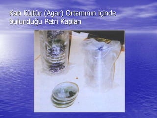 KatKatıı KKüültltüür (r (AgarAgar) Ortam) Ortamıınnıın in iççindeinde
bulundubulunduğğuu PetriPetri KaplarKaplarıı
 
