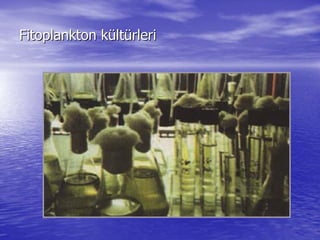 Fitoplankton kFitoplankton küültltüürlerirleri
 
