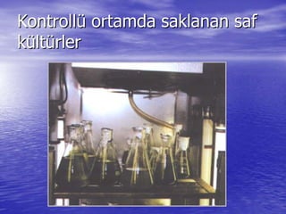 KontrollKontrollüü ortamda saklanan safortamda saklanan saf
kküültltüürlerrler
 