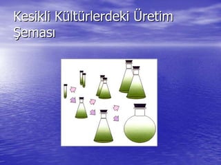 Kesikli KKesikli Küültltüürlerdekirlerdeki ÜÜretimretim
ŞŞemasemasıı
 
