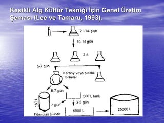 Kesikli Alg KKesikli Alg Küültltüür Teknir Tekniğğii İİççin Genelin Genel ÜÜretimretim
ŞŞemasemasıı (Lee ve(Lee ve TamaruTamaru, 1993)., 1993).
 