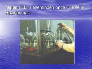 Alglerin EkimAlglerin Ekim İşİşlemindenleminden ööncence ErlenlerinErlenlerin
HazHazıırlanmasrlanmasıı
 