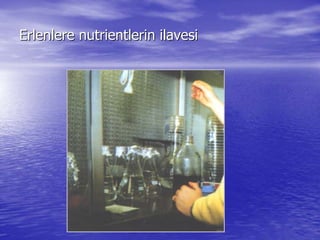 ErlenlereErlenlere nutrientlerin ilavesinutrientlerin ilavesi
 