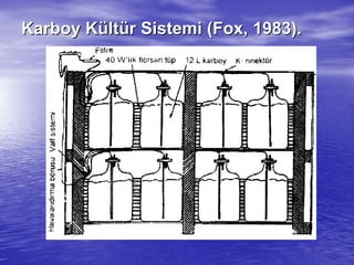KarboyKarboy KKüültltüür Sistemi (r Sistemi (FoxFox, 1983)., 1983).
 