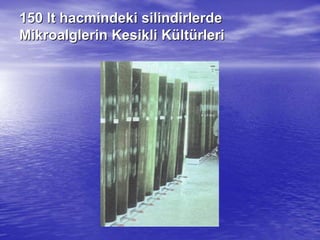 150150 ltlt hacmindeki silindirlerdehacmindeki silindirlerde
Mikroalglerin Kesikli KMikroalglerin Kesikli Küültltüürlerirleri
 