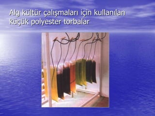 Alg kAlg küültltüürr ççalalışışmalarmalarıı iiççin kullanin kullanıılanlan
kküçüüçük polyester torbalark polyester torbalar
 