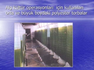 Alg kAlg küültltüür operasyonlarr operasyonlarıı iiççin kullanin kullanıılanlan
orta ve borta ve büüyyüük boydaki polyester torbalark boydaki polyester torbalar
 
