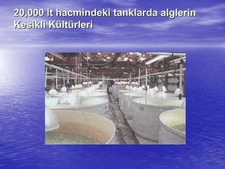 20,00020,000 ltlt hacmindeki tanklarda alglerinhacmindeki tanklarda alglerin
Kesikli KKesikli Küültltüürlerirleri
 