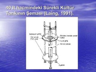 4040 ltlt hacmindeki Shacmindeki Süürekli Krekli Küültltüürr
TankTankıınnıınn ŞŞemasemasıı ((LaingLaing, 1991)., 1991).
 