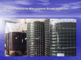 Plastik Torbalarda Mikroalglerin SPlastik Torbalarda Mikroalglerin Süürekli Krekli Küültltüürleri.rleri.
 