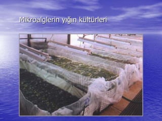 Mikroalglerin yMikroalglerin yığıığın kn küültltüürlerirleri
 