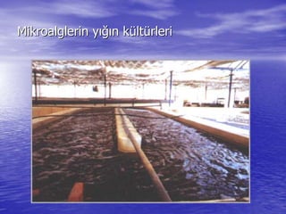 Mikroalglerin yMikroalglerin yığıığın kn küültltüürlerirleri
 