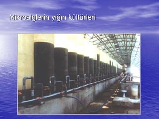 Mikroalglerin yMikroalglerin yığıığın kn küültltüürlerirleri
 