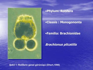 •Phylum: Rotifera
•Classis : Monogononta
•Familia: Brachionidae
Brachionus plicatilis
Şekil 1: Rotiferin genel görünüşü (Dhert,1996)
 