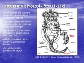ROTROTİİFERFERİİN BN BİİYOLOJYOLOJİİKK ÖÖZELLZELLİİKLERKLERİİ
•Erkek bireyler, dişi bireylere
oranla daha az gelişmiş ve
daha küçük yapıdadır
•Dış yüzeyi keratin benzeri bir
proteinle kaplanmış olup lorica
olarak adlandırılmıştır
•Baş kısmında yüzme ve besin
alma işlemini gerçekleştiren
siller mevcuttur.
•Gövde kısmında sindirim
sistemi ve yumurtalıklar
bulunur
•Kuyruk bölgesinde
yumurtalarını taşırlar
Şekil 2: Rotiferin Genel Görünüşü (Koste, 1980).
 