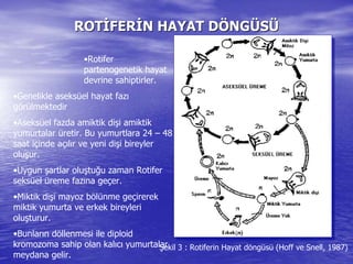 ROTROTİİFERFERİİN HAYAT DN HAYAT DÖÖNGNGÜÜSSÜÜ
•Rotifer
partenogenetik hayat
devrine sahiptirler.
•Genelikle aseksüel hayat fazı
görülmektedir
•Aseksüel fazda amiktik dişi amiktik
yumurtalar üretir. Bu yumurtlara 24 – 48
saat içinde açılır ve yeni dişi bireyler
oluşur.
•Uygun şartlar oluştuğu zaman Rotifer
seksüel üreme fazına geçer.
•Miktik dişi mayoz bölünme geçirerek
miktik yumurta ve erkek bireyleri
oluşturur.
•Bunların döllenmesi ile diploid
kromozoma sahip olan kalıcı yumurtalar
meydana gelir.
Şekil 3 : Rotiferin Hayat döngüsü (Hoff ve Snell, 1987)
 