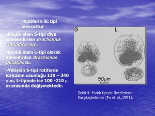 •Rotiferin iki tipi
mevcuttur
•Küçük olanı S-tipi diye
isimlendirilen BrachionusBrachionus
rotundiformisrotundiformis ,,
•Büyük olanı L-tipi olarak
adlandırılan BrachionusBrachionus
plicatilisplicatilis tir.
•Yetişkin S-tipi rotiferde
loricanın uzunluğu 130 – 340
 m, L-tipinde ise 100 -210 
m arasında değişmektedir.
Şekil 4: Farklı tipteki Rotiferlerin
Karşılaştırılması (Fu et al.,1991).
 
