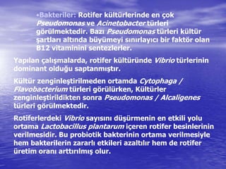 •Bakteriler: Rotifer kültürlerinde en çok
Pseudomonas ve Acinetobacter türleri
görülmektedir. Bazı Pseudomonas türleri kültür
şartları altında büyümeyi sınırlayıcı bir faktör olan
B12 vitaminini sentezlerler.
Yapılan çalışmalarda, rotifer kültüründe Vibrio türlerinin
dominant olduğu saptanmıştır.
Kültür zenginleştirilmeden ortamda Cytophaga /
Flavobacterium türleri görülürken, Kültürler
zenginleştirildikten sonra Pseudomonas / Alcaligenes
türleri görülmektedir.
Rotiferlerdeki Vibrio sayısını düşürmenin en etkili yolu
ortama Lactobacillus plantarum içeren rotifer besinlerinin
verilmesidir. Bu probiotik bakterinin ortama verilmesiyle
hem bakterilerin zararlı etkileri azaltılır hem de rotifer
üretim oranı arttırılmış olur.
 