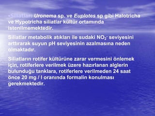 •Siliatlar: Uronema sp. ve Euplotes sp gibi Halotricha
ve Hypotricha siliatlar kültür ortamında
istenilmemektedir.
Siliatlar metabolik atıkları ile sudaki NO2
- seviyesini
arttırarak suyun pH seviyesinin azalmasına neden
olmaktadır.
Siliatların rotifer kültürüne zarar vermesini önlemek
için, rotiferlere verilmek üzere hazırlanan alglerin
bulunduğu tanklara, rotiferlere verilmeden 24 saat
önce 20 mg / l oranında formalin konulması
gerekmektedir.
 